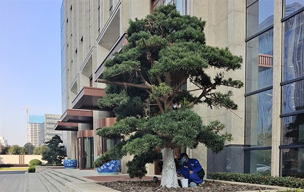 室外綠化養(yǎng)護案例