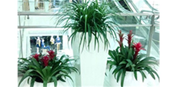 綠化養(yǎng)護(hù)如何成功移植植物？